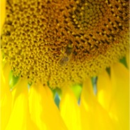 Photo8