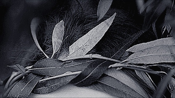 Loading Image