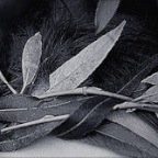 image3_iP