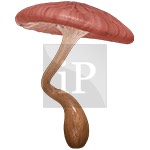 Clipart
